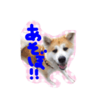 秋田犬とまとfamily②（個別スタンプ：12）