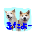 秋田犬とまとfamily②（個別スタンプ：20）