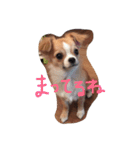 チワワのカイル②（個別スタンプ：3）