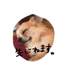チワワのカイル②（個別スタンプ：7）