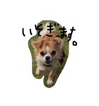 チワワのカイル②（個別スタンプ：8）