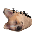チワワのカイル②（個別スタンプ：15）
