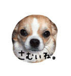 チワワのカイル②（個別スタンプ：17）