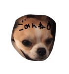 チワワのカイル②（個別スタンプ：21）