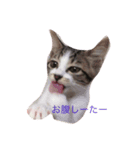 ひげみん（個別スタンプ：5）