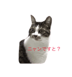 ひげみん（個別スタンプ：8）