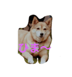 Dog holiday（個別スタンプ：1）