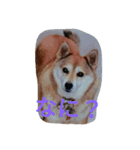 Dog holiday（個別スタンプ：2）