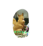Dog holiday（個別スタンプ：3）