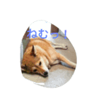 Dog holiday（個別スタンプ：4）