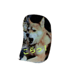 Dog holiday（個別スタンプ：5）