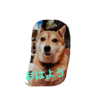 Dog holiday（個別スタンプ：6）