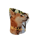 Dog holiday（個別スタンプ：7）