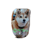 Dog holiday（個別スタンプ：8）