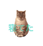 Textamp！（個別スタンプ：25）