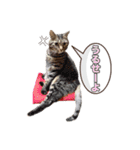 Friends Cat stamp（個別スタンプ：6）