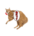 Friends Cat stamp（個別スタンプ：8）
