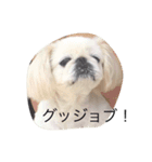 ペキニーズのシュシュちゃんです。（個別スタンプ：16）