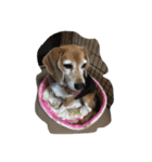 Beagleチョコの1日（個別スタンプ：1）
