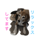 Beagleチョコの1日（個別スタンプ：3）