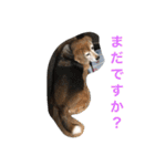 Beagleチョコの1日（個別スタンプ：4）