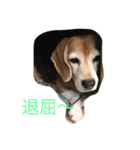 Beagleチョコの1日（個別スタンプ：5）