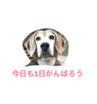 Beagleチョコの1日（個別スタンプ：6）