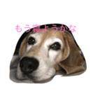 Beagleチョコの1日（個別スタンプ：7）