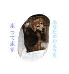 Beagleチョコの1日（個別スタンプ：8）