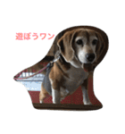 Beagleチョコの1日（個別スタンプ：9）
