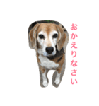 Beagleチョコの1日（個別スタンプ：10）