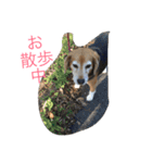 Beagleチョコの1日（個別スタンプ：11）