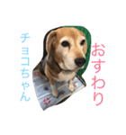 Beagleチョコの1日（個別スタンプ：12）