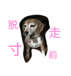 Beagleチョコの1日（個別スタンプ：14）