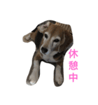 Beagleチョコの1日（個別スタンプ：15）