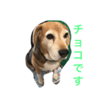 Beagleチョコの1日（個別スタンプ：16）