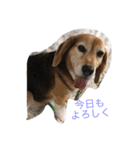 Beagleチョコの1日（個別スタンプ：17）