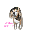 Beagleチョコの1日（個別スタンプ：18）