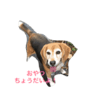 Beagleチョコの1日（個別スタンプ：19）
