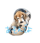 Beagleチョコの1日（個別スタンプ：22）