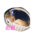 Beagleチョコの1日（個別スタンプ：23）