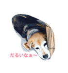 Beagleチョコの1日（個別スタンプ：24）