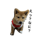 柴犬ナナスタンプ。仔犬編。（個別スタンプ：1）