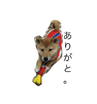 柴犬ナナスタンプ。仔犬編。（個別スタンプ：2）