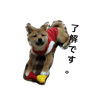 柴犬ナナスタンプ。仔犬編。（個別スタンプ：3）