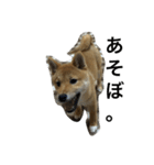 柴犬ナナスタンプ。仔犬編。（個別スタンプ：4）