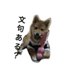 柴犬ナナスタンプ。仔犬編。（個別スタンプ：5）