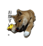 柴犬ナナスタンプ。仔犬編。（個別スタンプ：7）