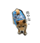柴犬ナナスタンプ。仔犬編。（個別スタンプ：8）