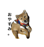 柴犬ナナスタンプ。仔犬編。（個別スタンプ：9）